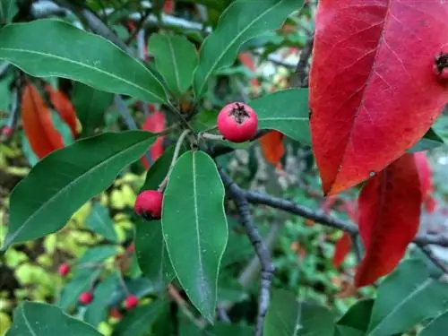 Loquat gubi listove: uzroci i rješenja