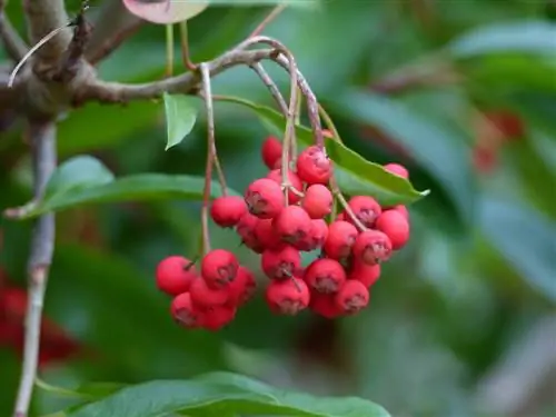 kueneza loquat