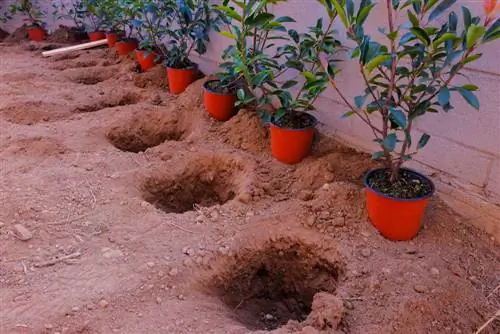 loquat roots