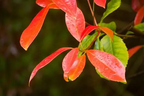 लोक्वाट लाल पत्तियां खो देता है