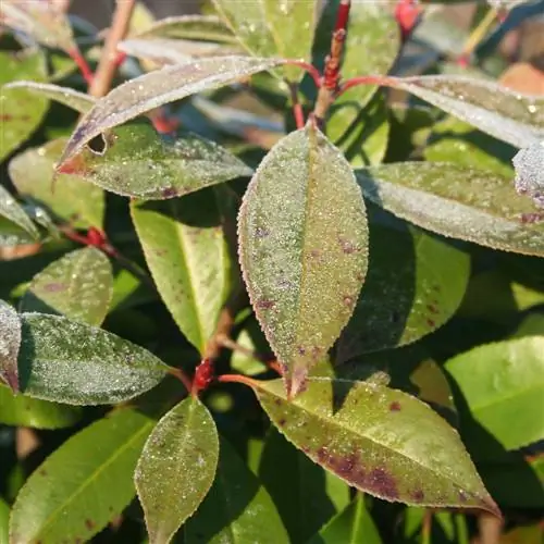 Néflier du Japon en hiver : les buissons sont-ils résistants au gel ?