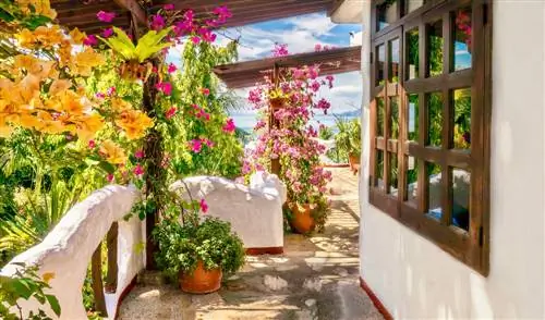 Urembo wa Kusini na bougainvillea kwenye balcony: utunzaji na vidokezo