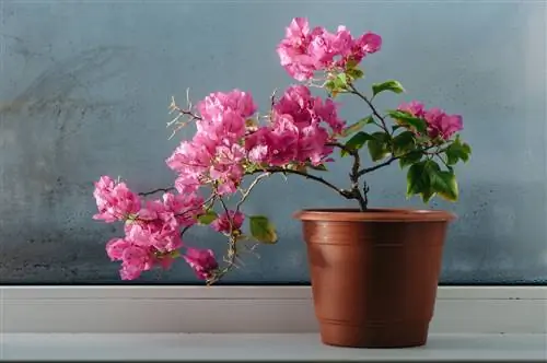 Bougainvillea as a houseplant: Tips for magnificent flowers