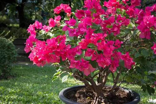 čas cvetenja bougainvillea