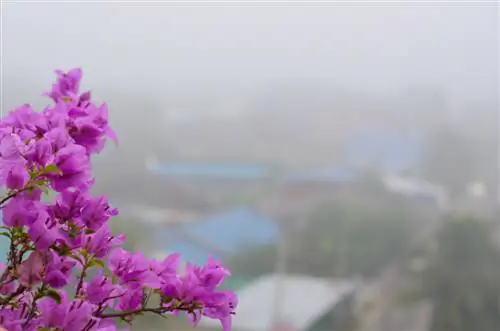 bougainvillea vorst