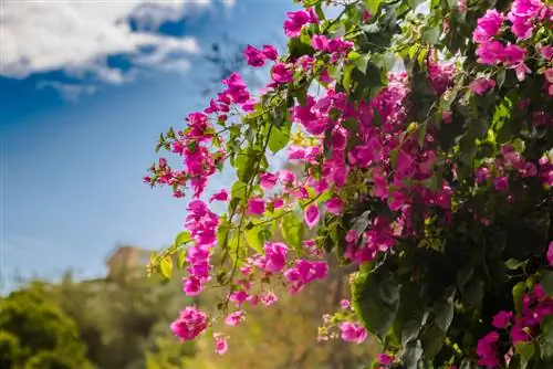 Fertiliza buganvillas: así favoreces un crecimiento y una floración exuberantes