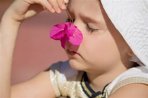 bougainvillea giftig