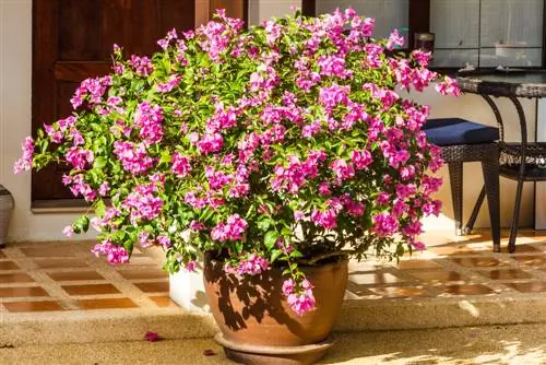 Çiçəklənən sevinc: qazanda bougainvillea düzgün qulluq