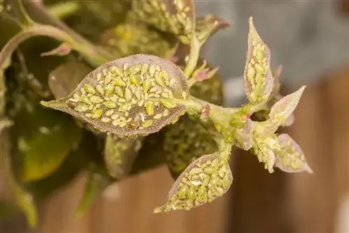 Bougainvillea: haigused, põhjused ja lahendused