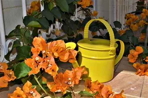 Suksesvolle versorging van 'n bougainvillea: wenke en truuks