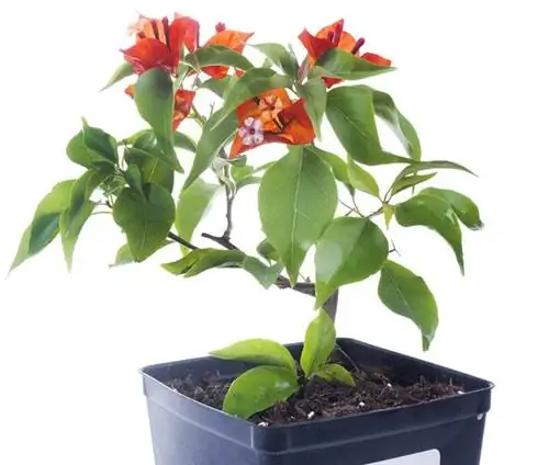 Successful cultivation of bougainvillea cuttings: tips & tricks