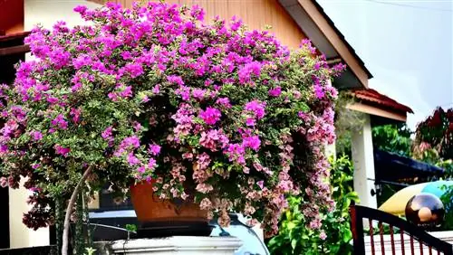 Bougainvillea Ligging: Wenke vir optimale toestande