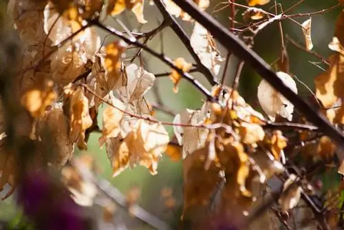 Bougainvillea does not sprout: causes & solutions