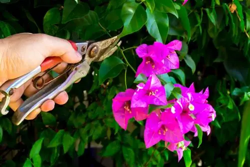 razmnoževanje bougainvillea