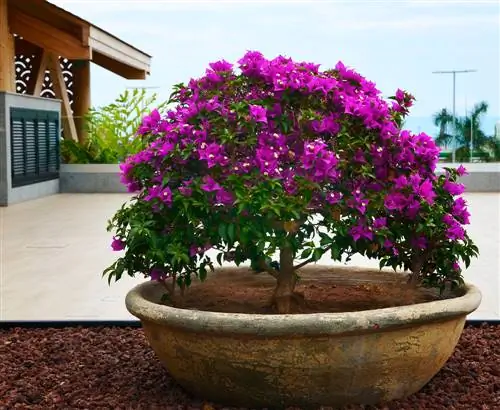 repotting bougainvillea