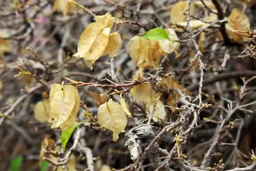 bugainvillea hivernant