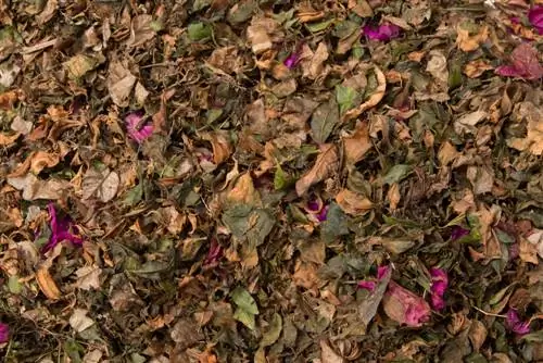 La Bougainvillea perde le foglie: cause e soluzioni