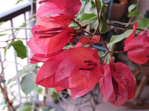 Hatari ya theluji kwenye bougainvillea: Je, ni wakati gani wanahitaji kwenda kwenye hali ya joto?