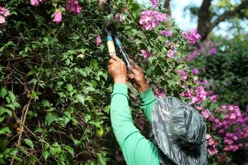 Beskjæring av bougainvillea