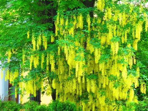 Laburnum: bonic però verinós: el que hauríeu de saber