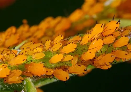 laburnum sjukdomar