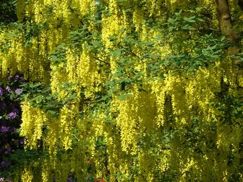 Laburnum-blomtyd: Wanneer wys dit sy goue prag?