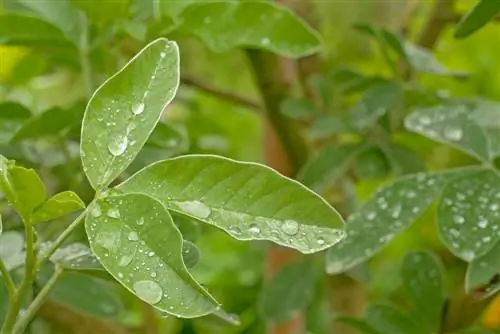 La pioggia dorata non fiorisce