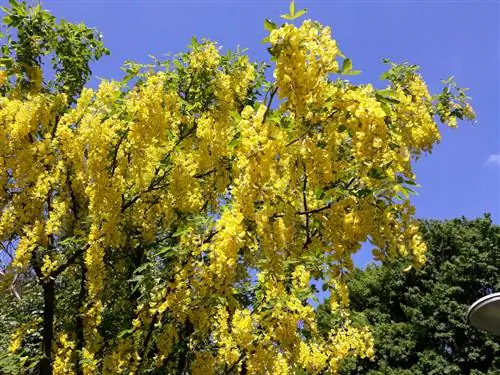 Laburnum Blossom: nuostabi gausa ir žavus kvapas