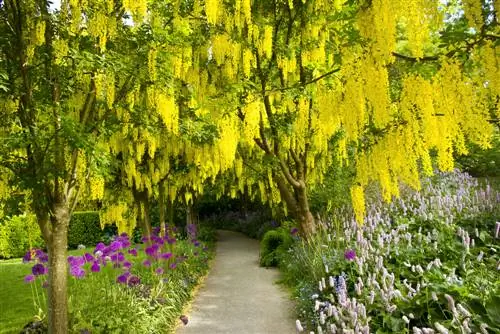 Framgångsrik vård av laburnum: Vad är det att göra och inte göra?