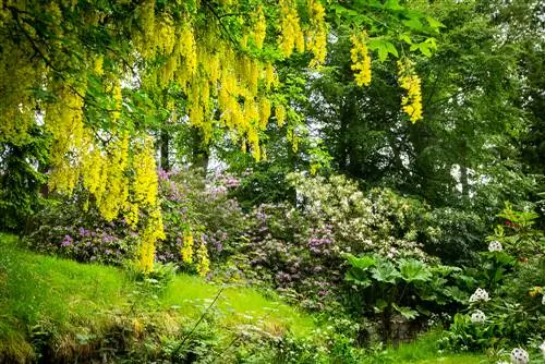 locație laburnum