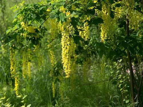 Transplanting laburnum: Thaum twg thiab yuav ua li cas thiaj ua tau?