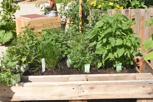 Build your own herb bed: Everything you need to know