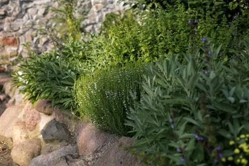 idei de paturi de plante