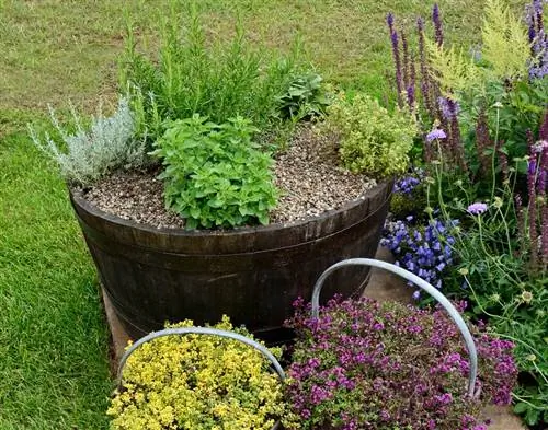 Create a small herb bed: ideas for the balcony and garden