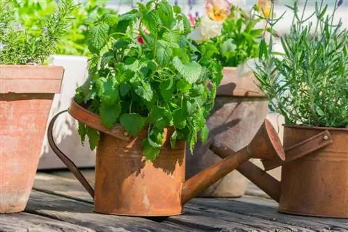 Balcone delle erbe aromatiche: quali erbe sono le migliori?