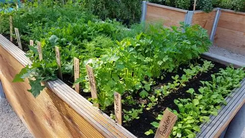 Cultiver des fines herbes dans des plates-bandes surélevées : voici comment ça marche