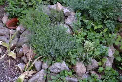 Herb bed with stones: design tips & advantages