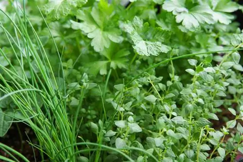 what-soil-for-herb-bed