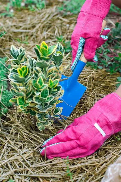 Projetando áreas com plantas de cobertura do solo: instruções e recomendações