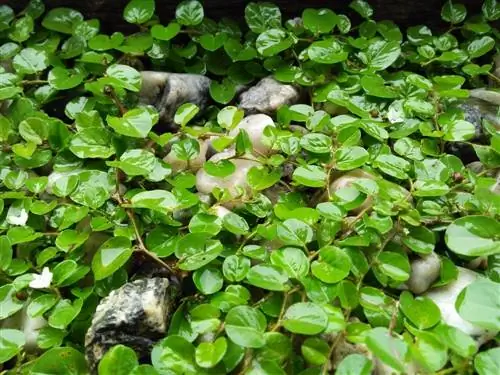 Caring for ground cover plants: How to cut them correctly