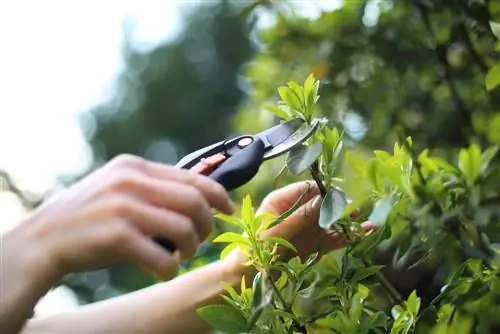 Propagate ground cover: Simple methods for dense growth