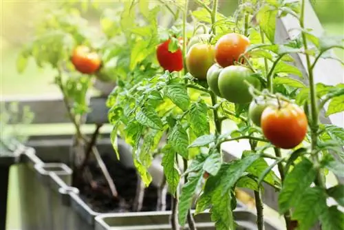 Balcony vegetable patch: Step by step to your own harvest