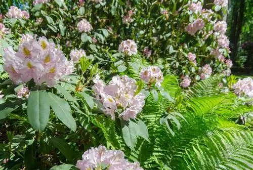 cobertura del suelo debajo del rododendro