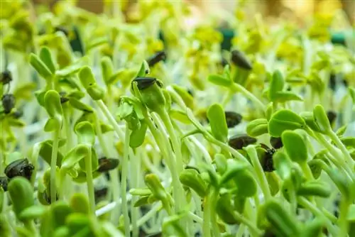 Žemės dangos sėjimas: taupykite pinigus ir suprojektuokite vietas