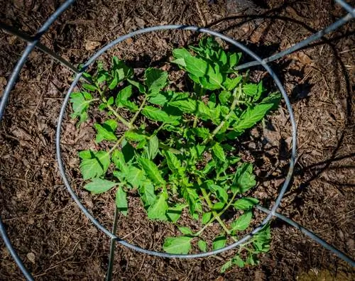 kamatis-in-compost na mga halaman