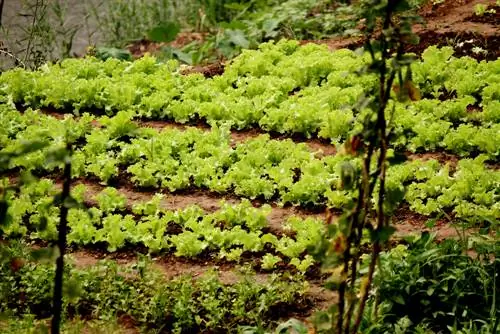 hort al vessant d'un turó