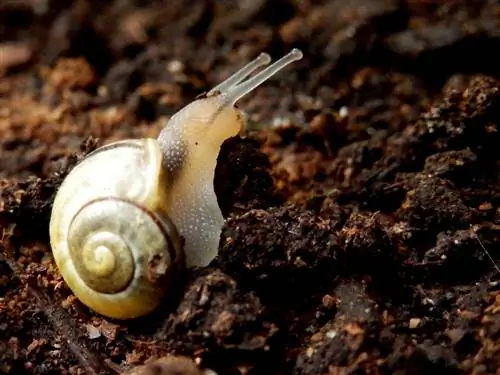 Siput dalam kompos: hama atau serangga bermanfaat?