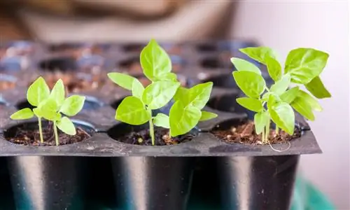 Sowing hot peppers: successful cultivation in 5 simple steps