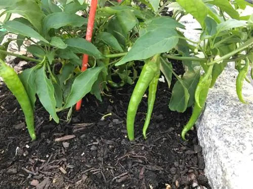 Green peppers: When to harvest and which varieties are suitable?