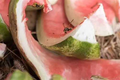 Vespe nel compost: cosa fare contro gli insetti aggressivi?